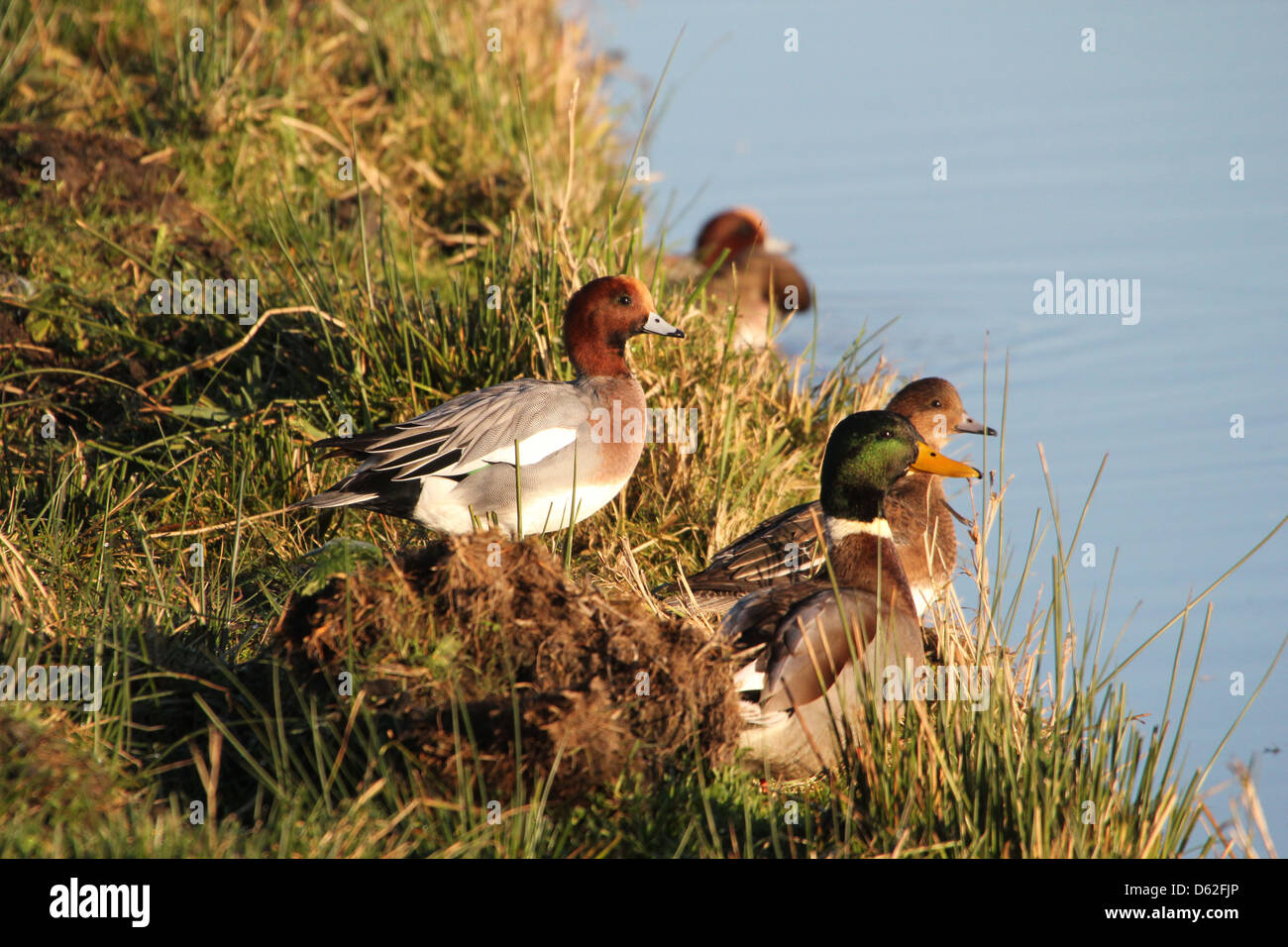 Gruppo di wigeons eurasiatica (Anas penelope) in una impostazione invernale Foto Stock