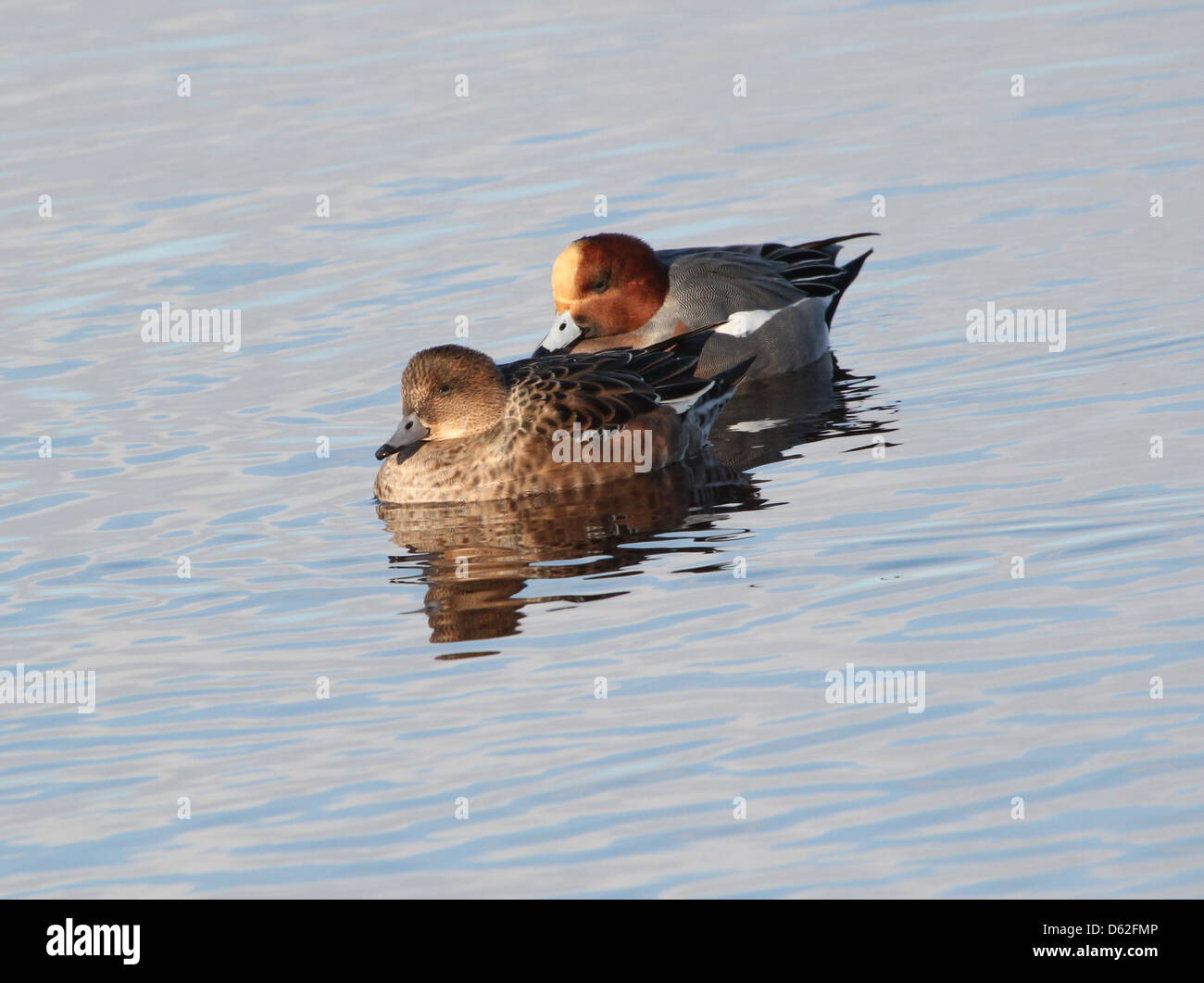 Coppia di wigeons eurasiatica (Anas penelope) in una impostazione invernale Foto Stock