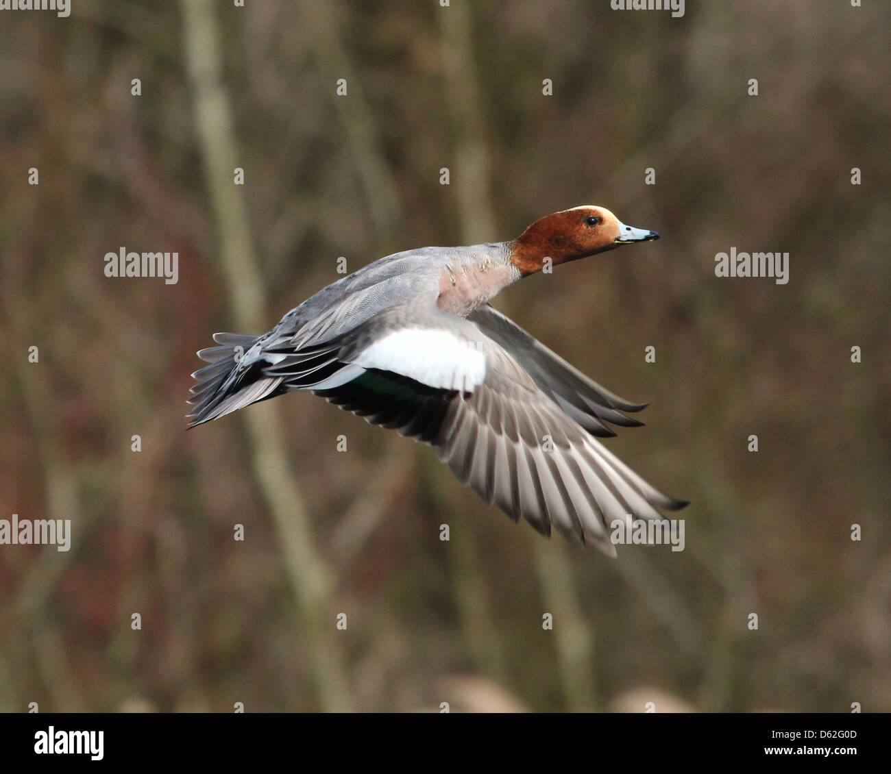 Primo piano di una prigione eurasiatica maschile (Mareca penelope) in volo Foto Stock