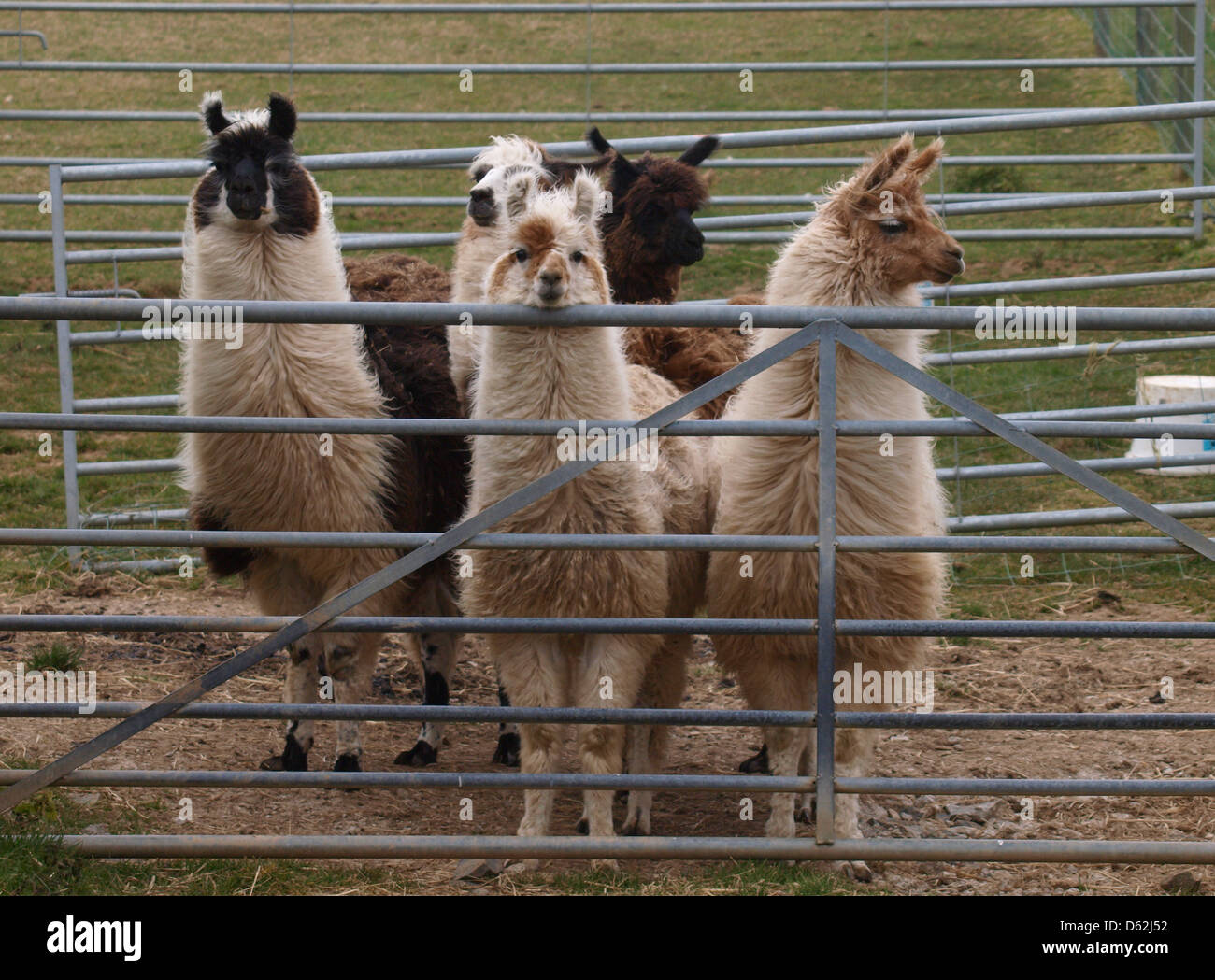 Llama in tenendo la penna in una fattoria, UK, 2013 Foto Stock