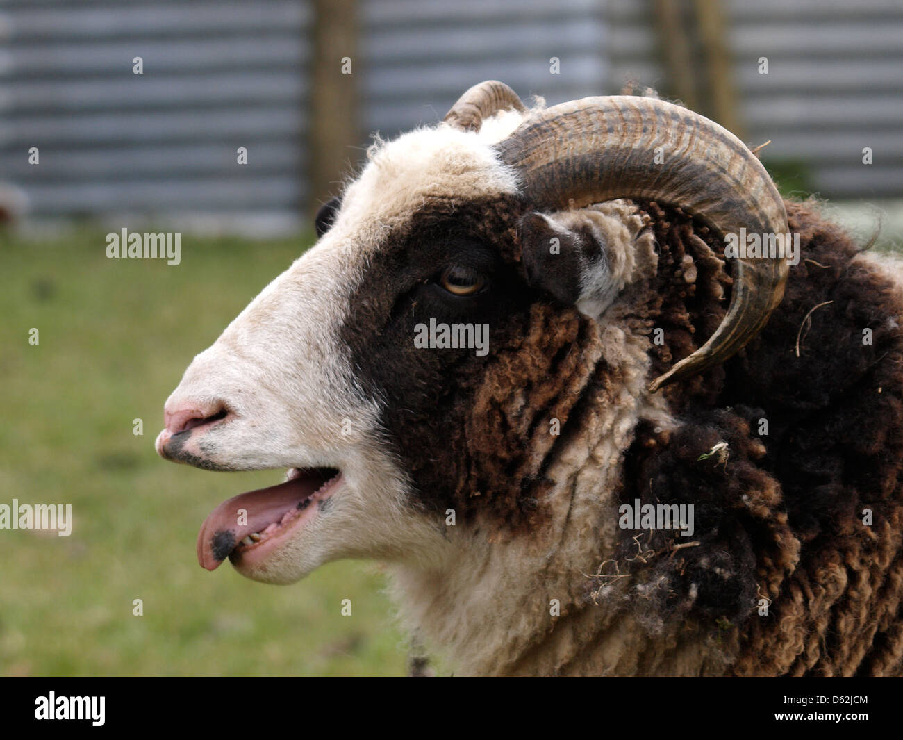 Pecore belati, Regno Unito 2013 Foto Stock