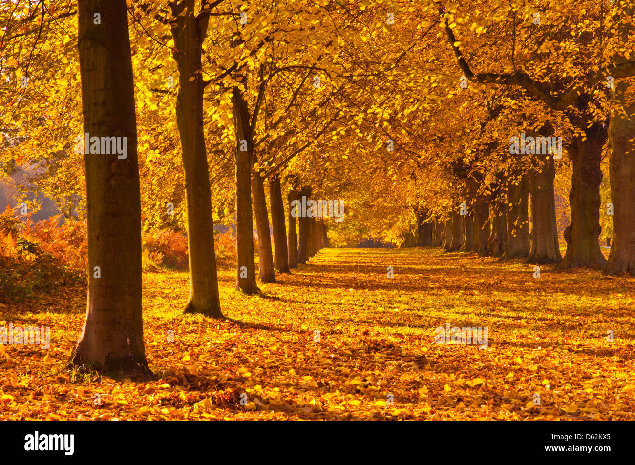 Lime Tree avenue autunno Clumber Park Nottinghamshire Inghilterra UK GB Europa Foto Stock