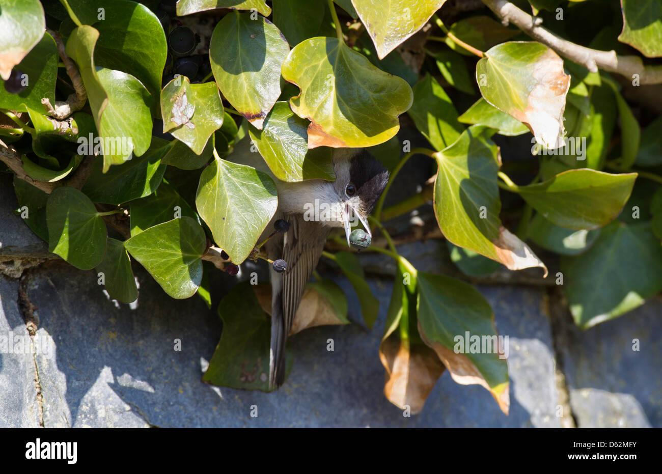 Sylvia atricapilla - Maschio Capinera appollaiato in un ivy bush, di alimentazione su un edera berry Foto Stock
