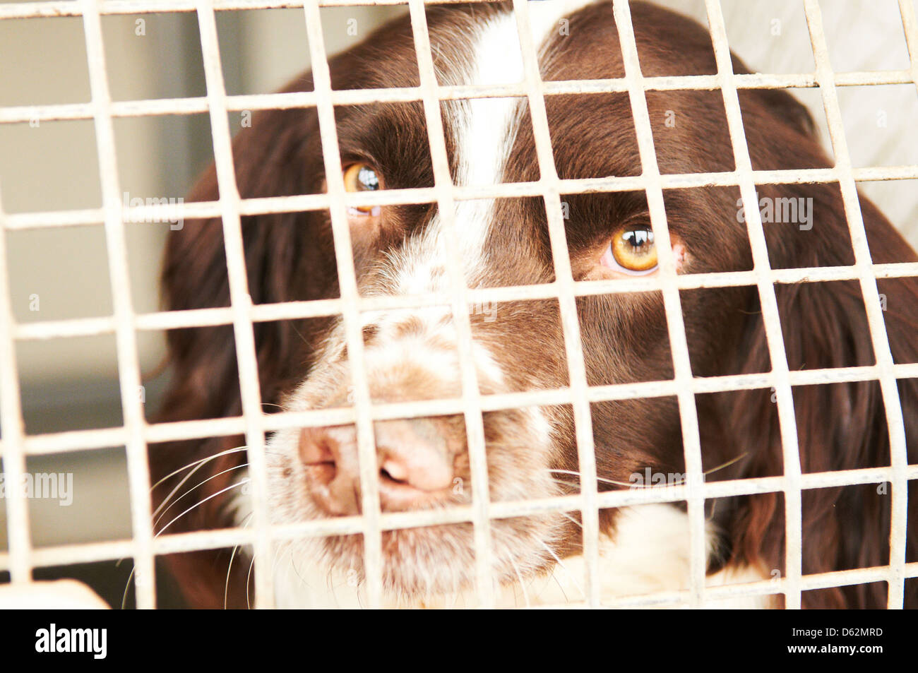 Una Springer Spaniel utilizzato come farmaco cerca cane da una forza di polizia Foto Stock