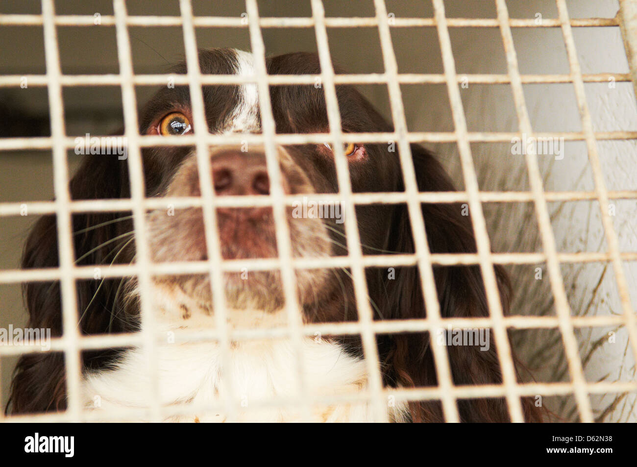 Una Springer Spaniel utilizzato come farmaco cerca cane da una forza di polizia Foto Stock