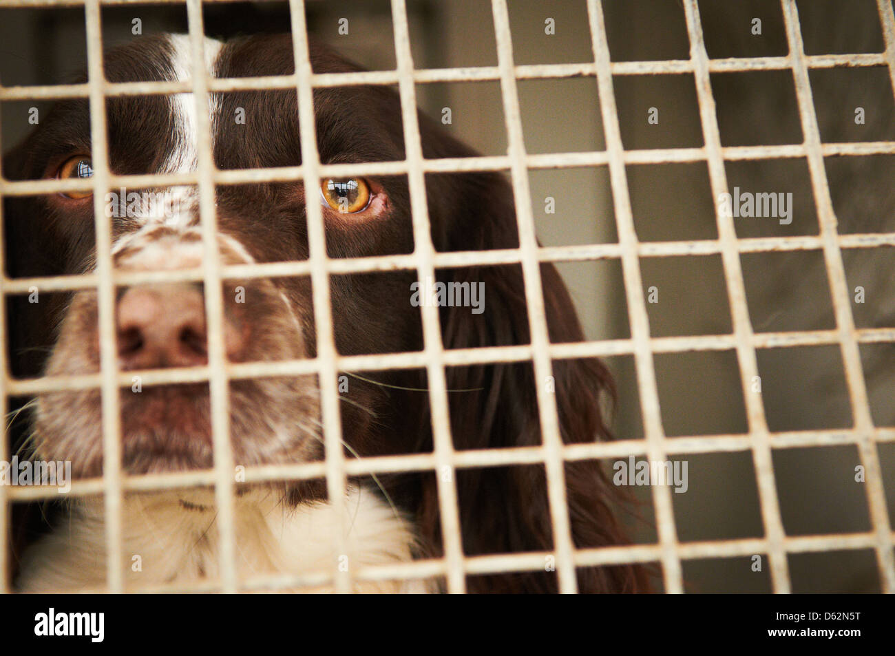 Una Springer Spaniel utilizzato come farmaco cerca cane da una forza di polizia Foto Stock