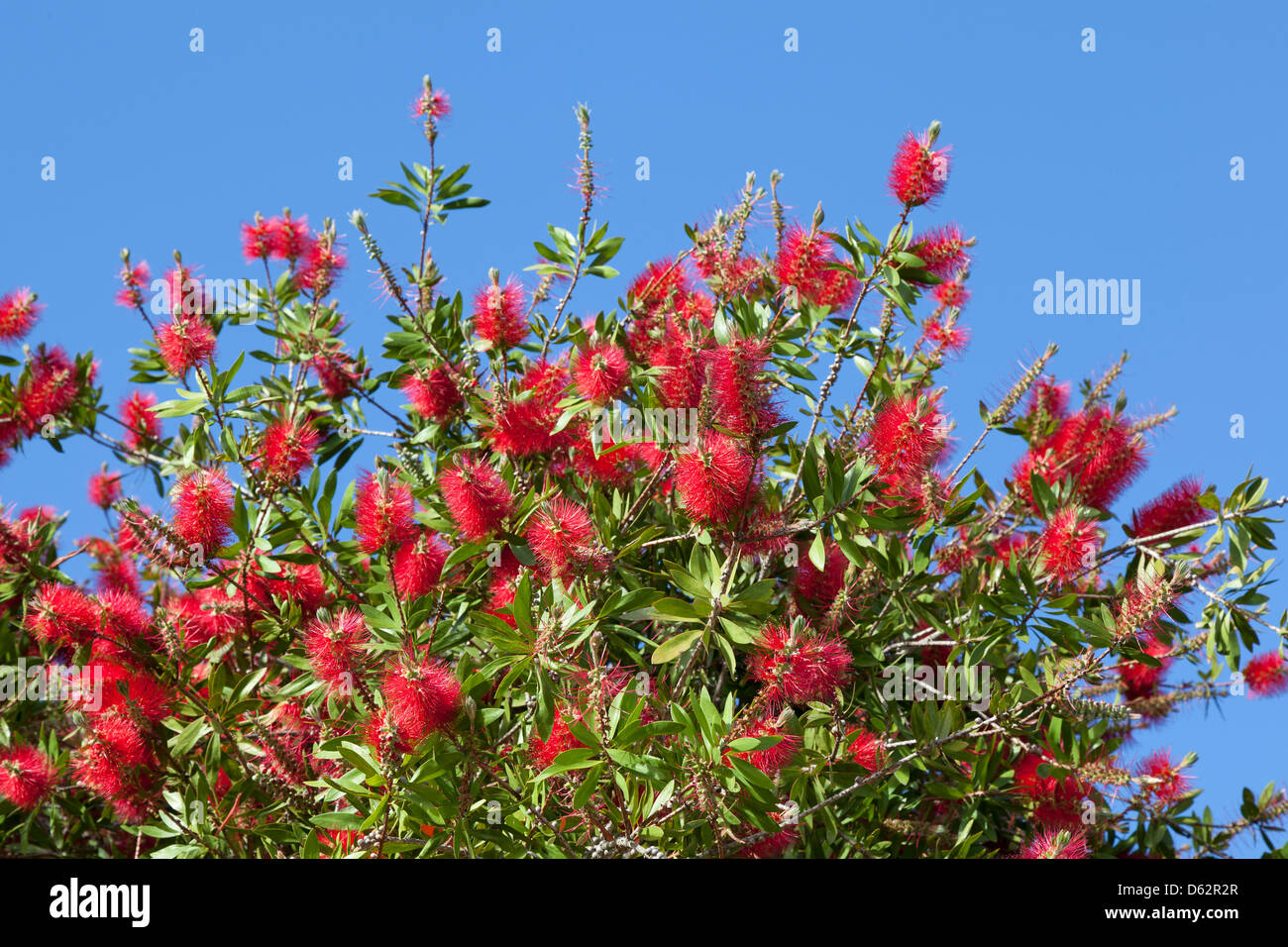 Fiori di colore rosso dell'albero Pohutukawa in Nuova Zelanda Foto Stock