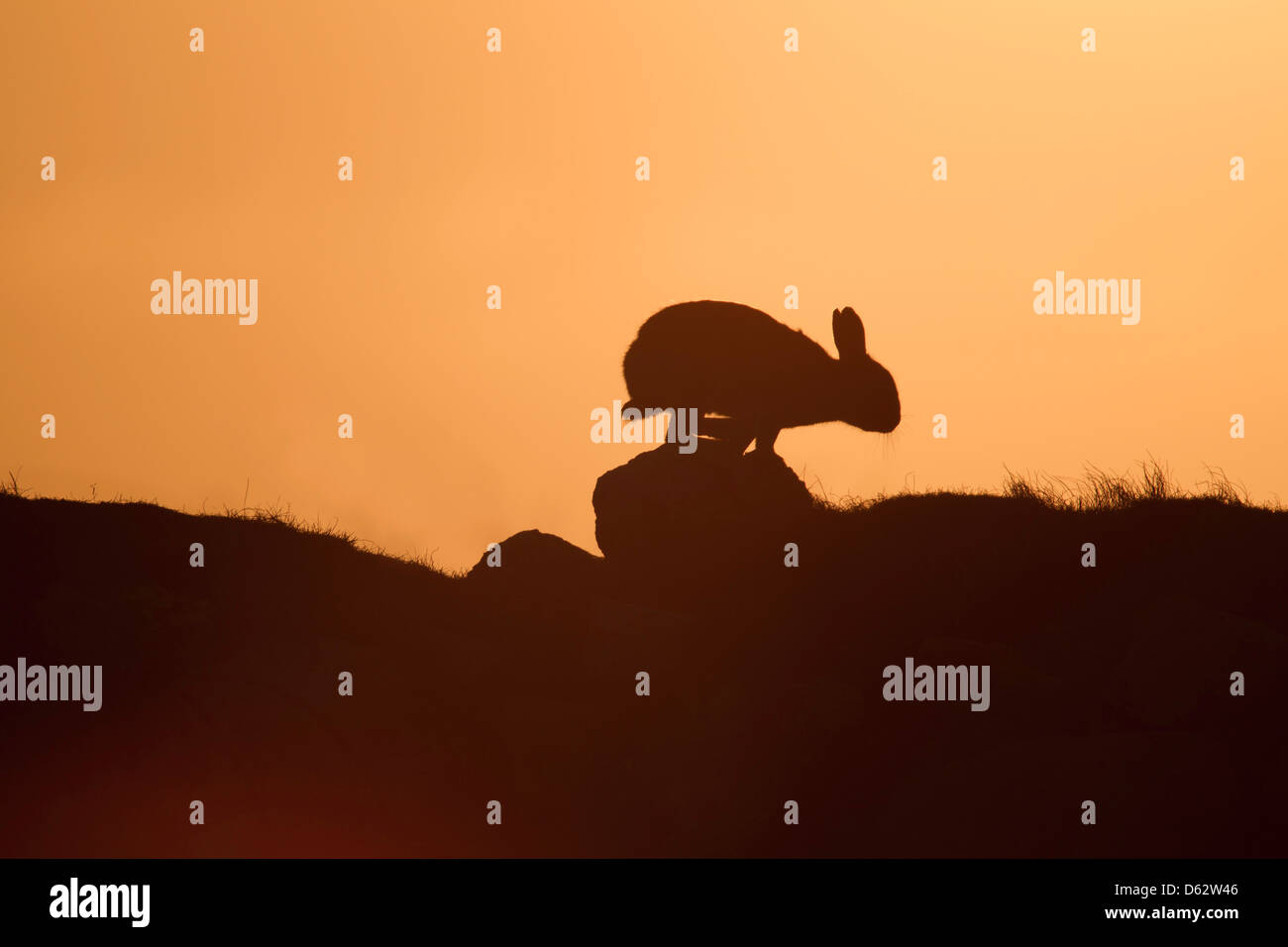 Oryctolagus cuniculas - coniglio selvatico che corre lungo la parete sul Skomer Island, stagliano tramonto Foto Stock