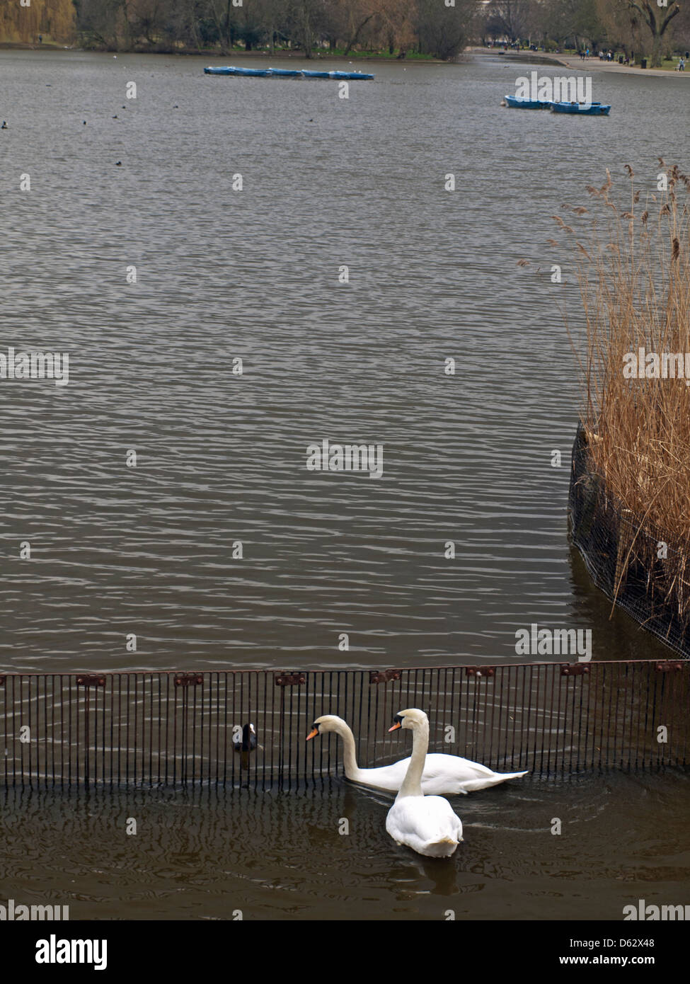 Cigni bianchi in Regent's Park, London, England, Regno Unito Foto Stock