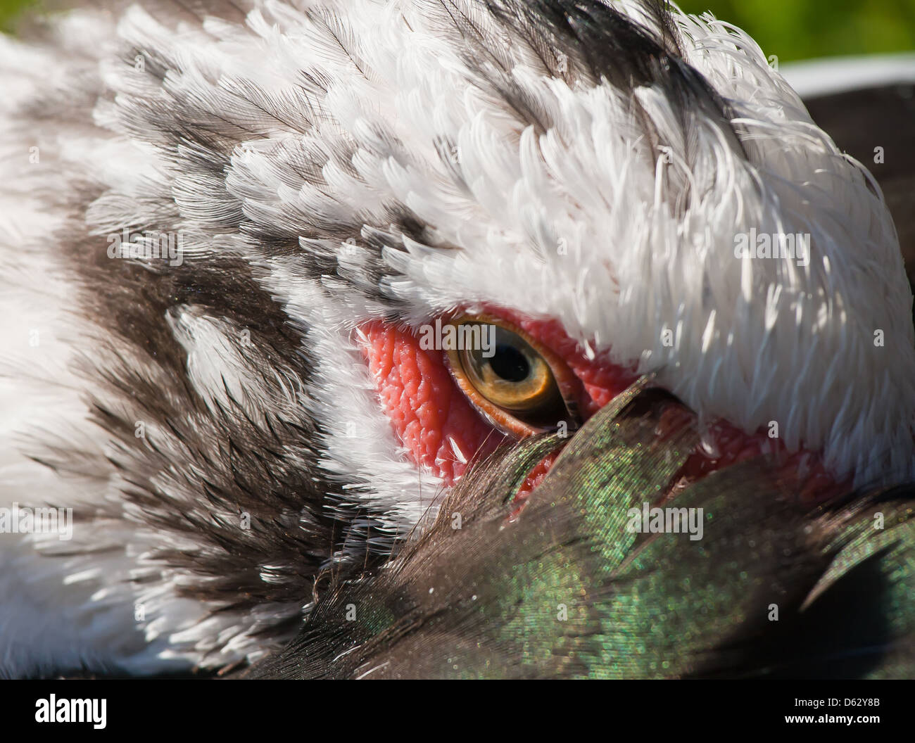 Sguardo diffidente nei confronti di un anatra da sotto un'ala Foto Stock