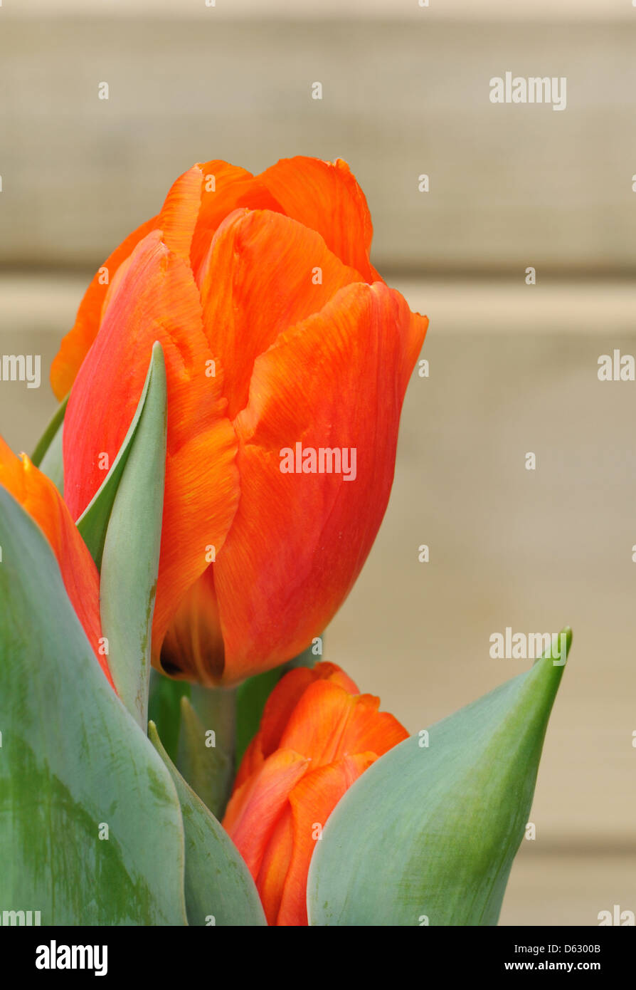 Primo piano di un bel colore arancione tulip su uno sfondo di legno Foto Stock