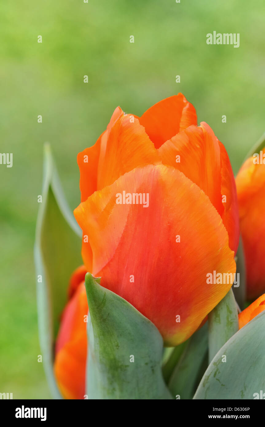 Primo piano di un bel colore arancione tulip su uno sfondo verde Foto Stock