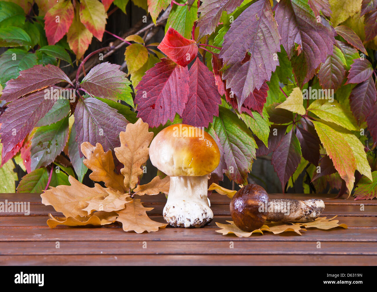 Autunno still-life - funghi contro multi-colore di foglie di uva Foto Stock
