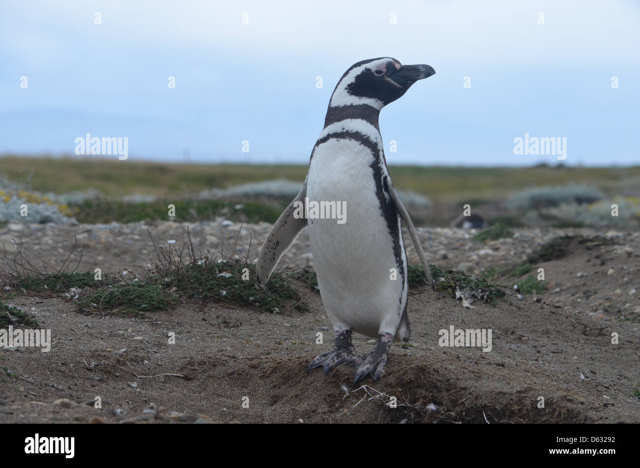 Pinguino Magellano alla colonia di seno Otway, Punta Arenas, Cile Foto Stock