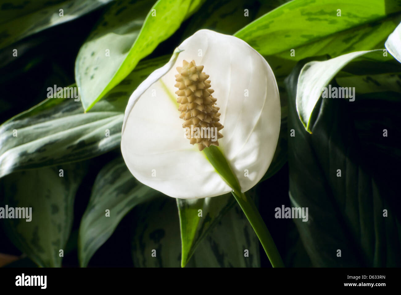 Giglio di pace o Spathiphyllum cochlearispathum impianto in piena fioritura Foto Stock