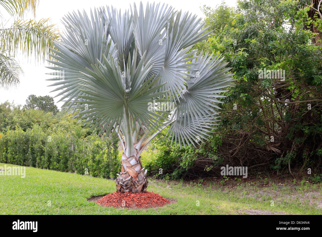 Bismarck Palm tree o Bismarckia è un genere monotypic della fioritura delle piante nella famiglia Palm. Questo è in Florida, Stati Uniti d'America Foto Stock