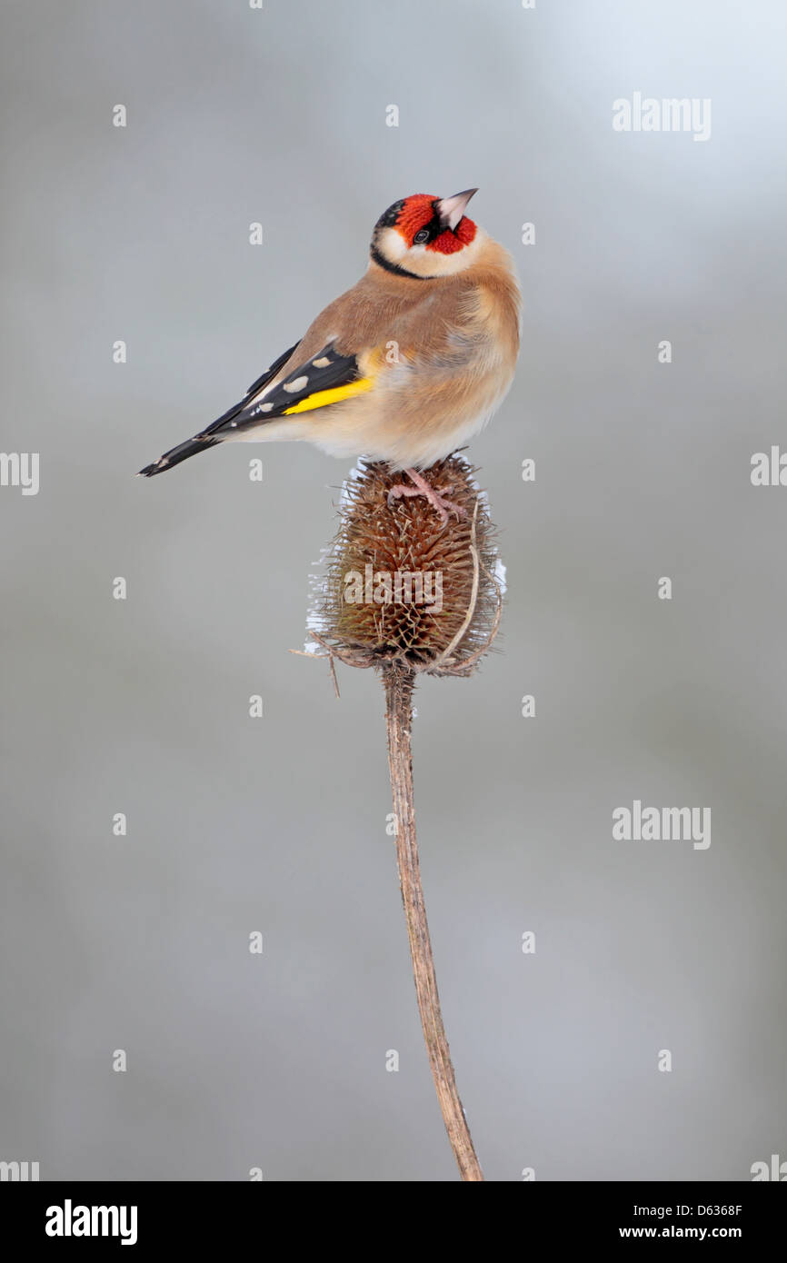 Europeo maschio Cardellino Carduelis carduelis su un teasel in un giardino inglese Foto Stock