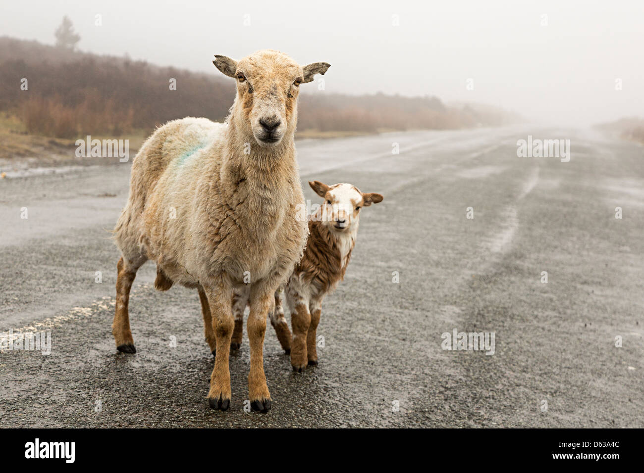 Pecore e di agnello sul telecomando strada di montagna, Pwll Du, Wales, Regno Unito Foto Stock