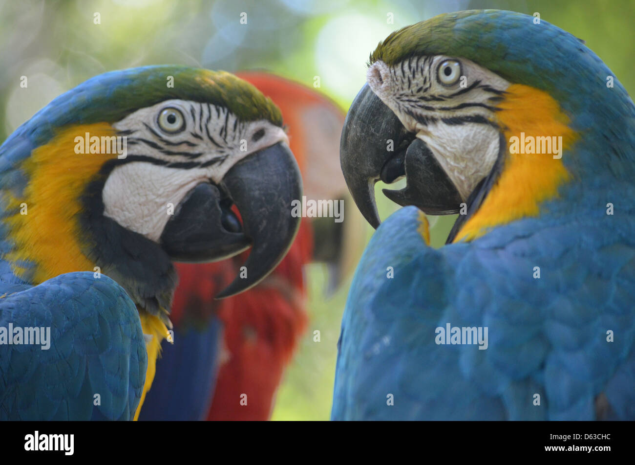 Blu, Giallo e macaws rosso nella foresta pluviale amazzonica del Perù Foto Stock