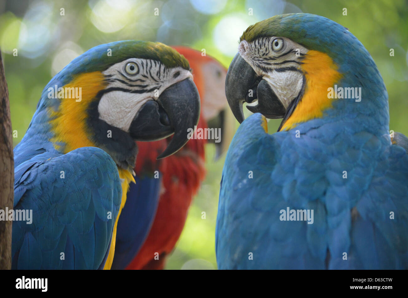 Blu, Giallo e macaws rosso nella foresta pluviale amazzonica del Perù Foto Stock