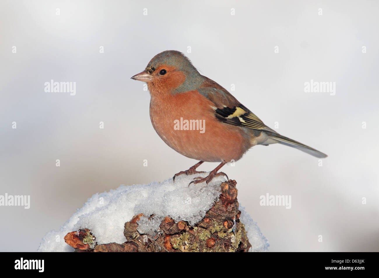 Comune maschio fringuello Fringilla coelebs arroccato nella neve in Inghilterra Foto Stock