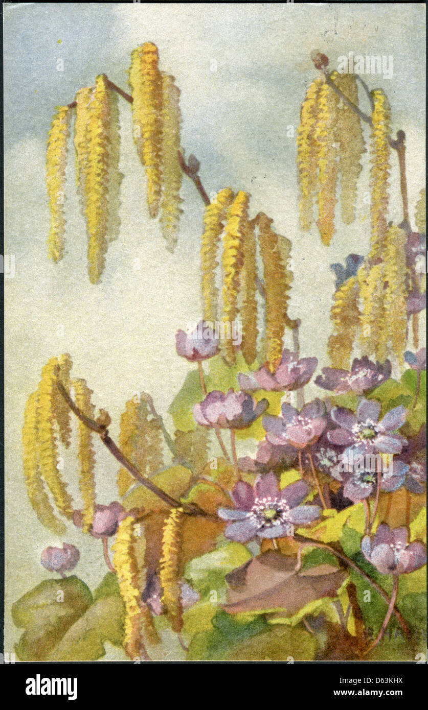 Vecchia cartolina Svizzera 1919. A fioritura primaverile. Foto Stock