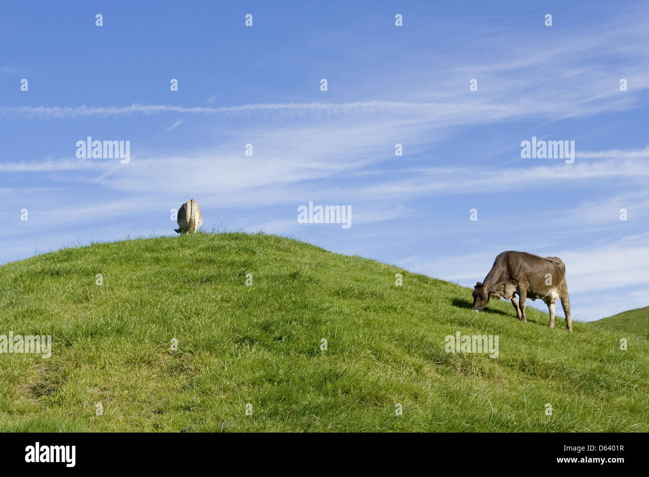 Le mucche in parte anteriore del cielo blu Foto Stock