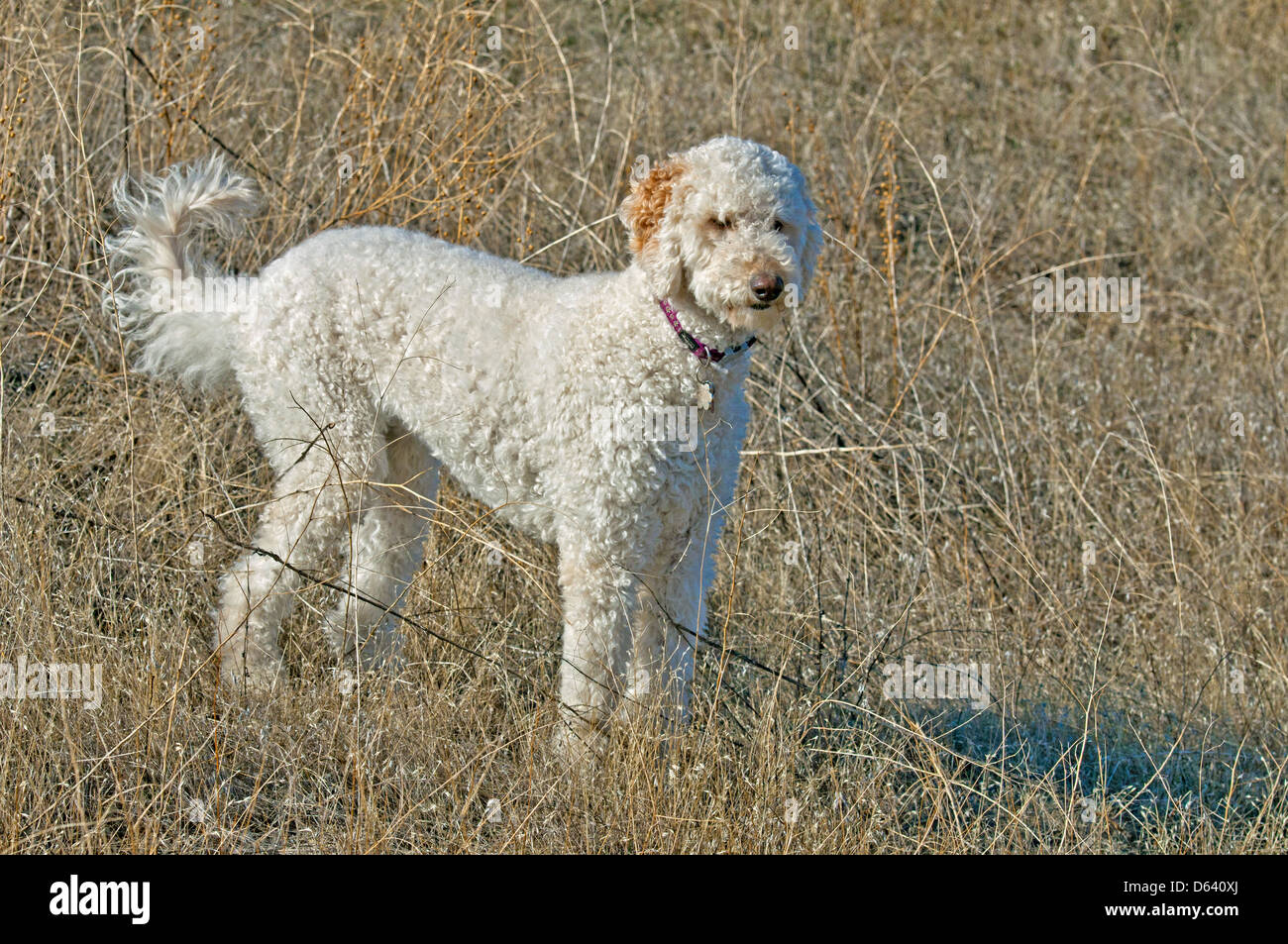 Goldendoodle (incrocio tra un golden retriever e un barboncino standard) Foto Stock