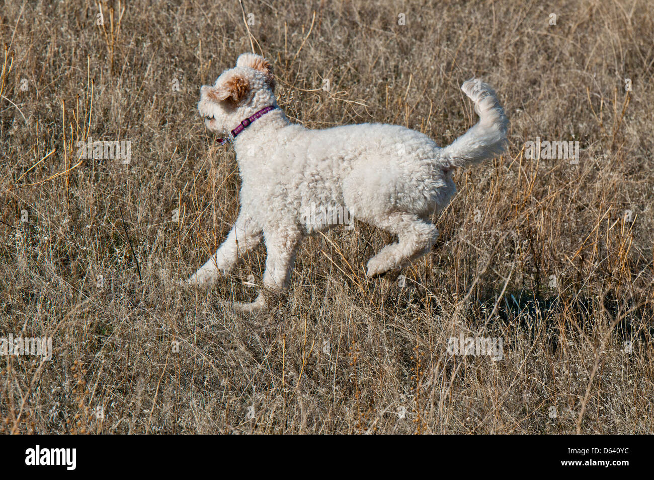 Goldendoodle (incrocio tra un golden retriever e un barboncino standard) in esecuzione Foto Stock