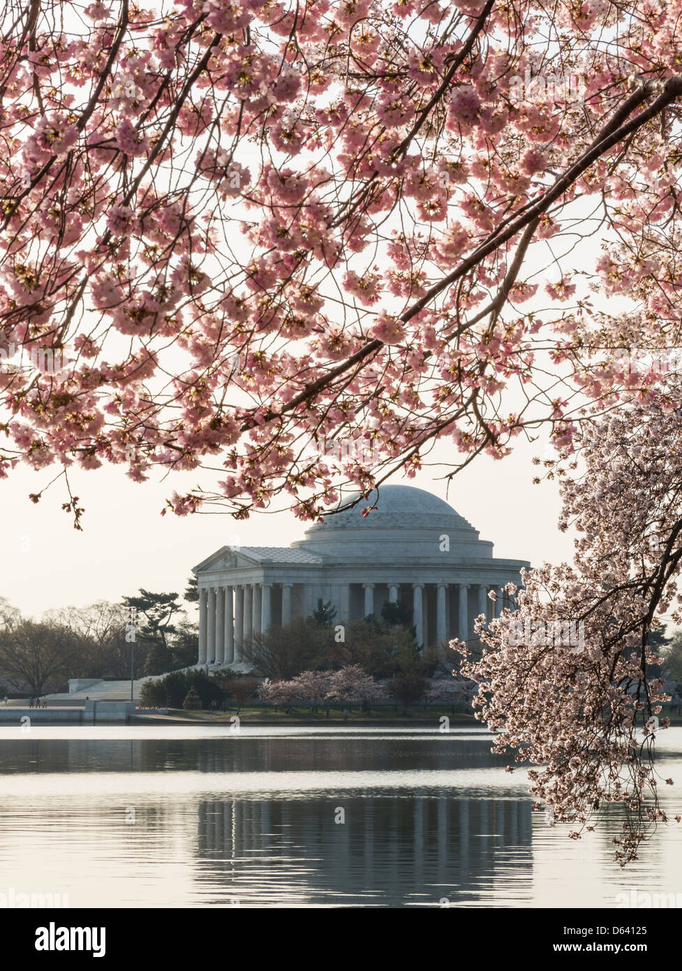Fiori di Ciliegio in Washington DC con i blumi a fuoco in primo piano e Jefferson Memorial sfondo monumento Foto Stock