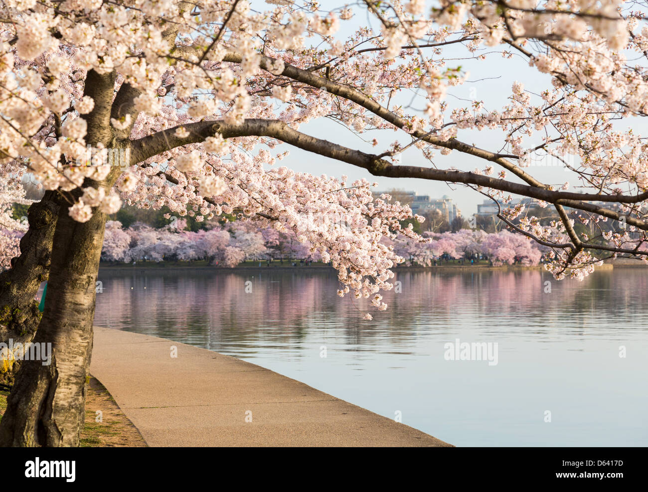 Washington DC, Stati Uniti d'America - fiore di ciliegio sugli alberi round Tidal Basin nella stagione primaverile Foto Stock