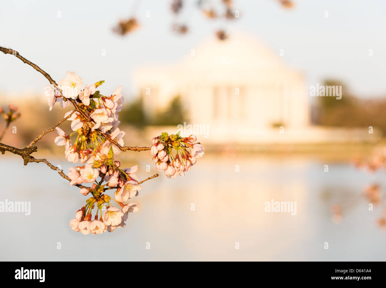 Fiori di Ciliegio in Washington DC con la messa a fuoco su un unico fiore e Jefferson Memorial fuori fuoco dietro il fiore Foto Stock
