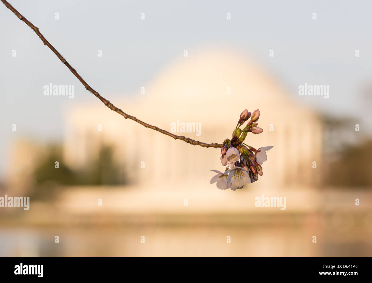 Fiori di Ciliegio in Washington DC con la messa a fuoco su un unico fiore e Jefferson Memorial fuori fuoco dietro il fiore Foto Stock