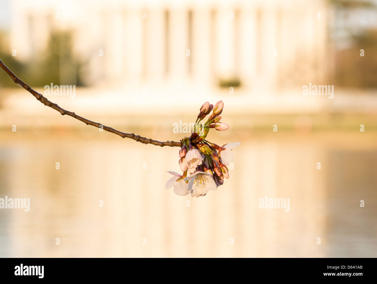 Fiori di Ciliegio in Washington DC con la messa a fuoco su un unico fiore e Jefferson Memorial fuori fuoco dietro il fiore Foto Stock