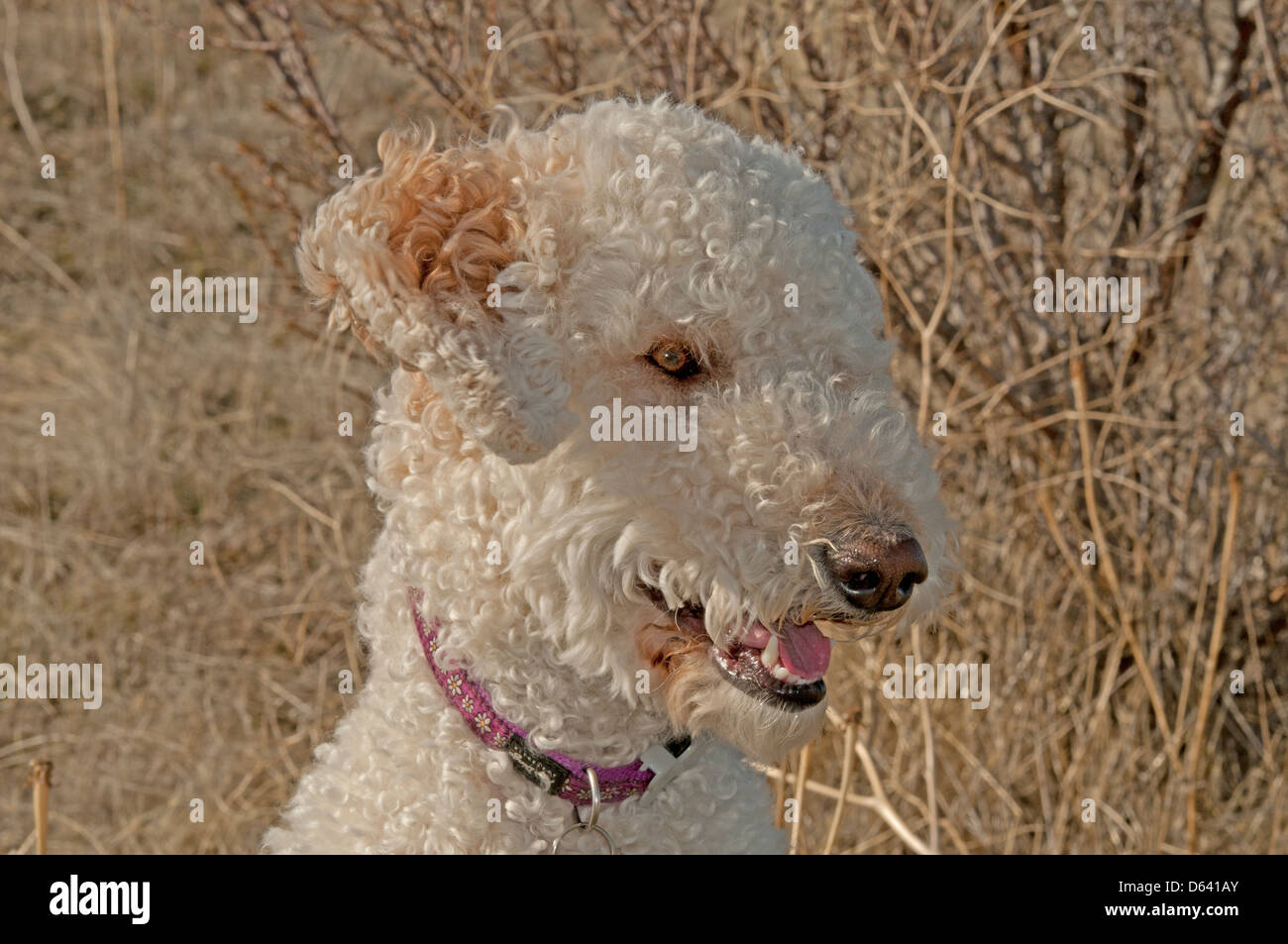 Goldendoodle (incrocio tra un golden retriever e un barboncino standard) ritratto Foto Stock