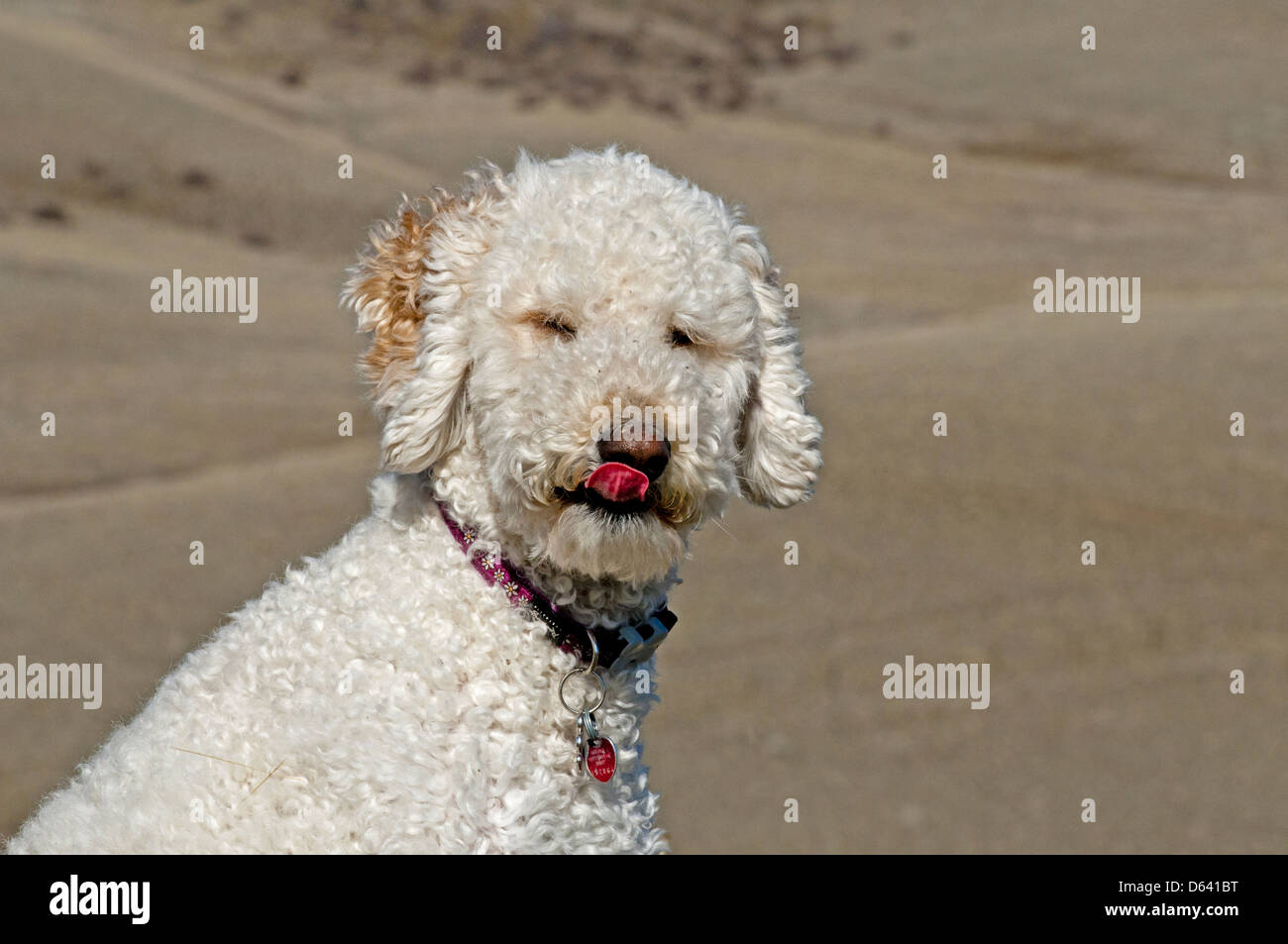 Goldendoodle (incrocio tra un golden retriever e un barboncino standard) seduto e il suo incollaggio con la lingua fuori Foto Stock
