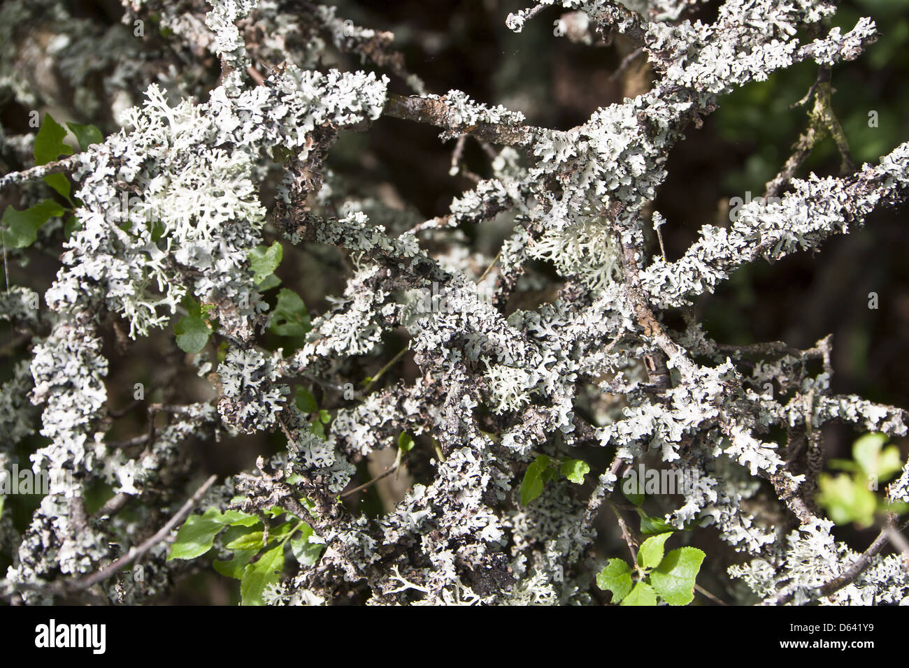 lichene di albero Foto Stock