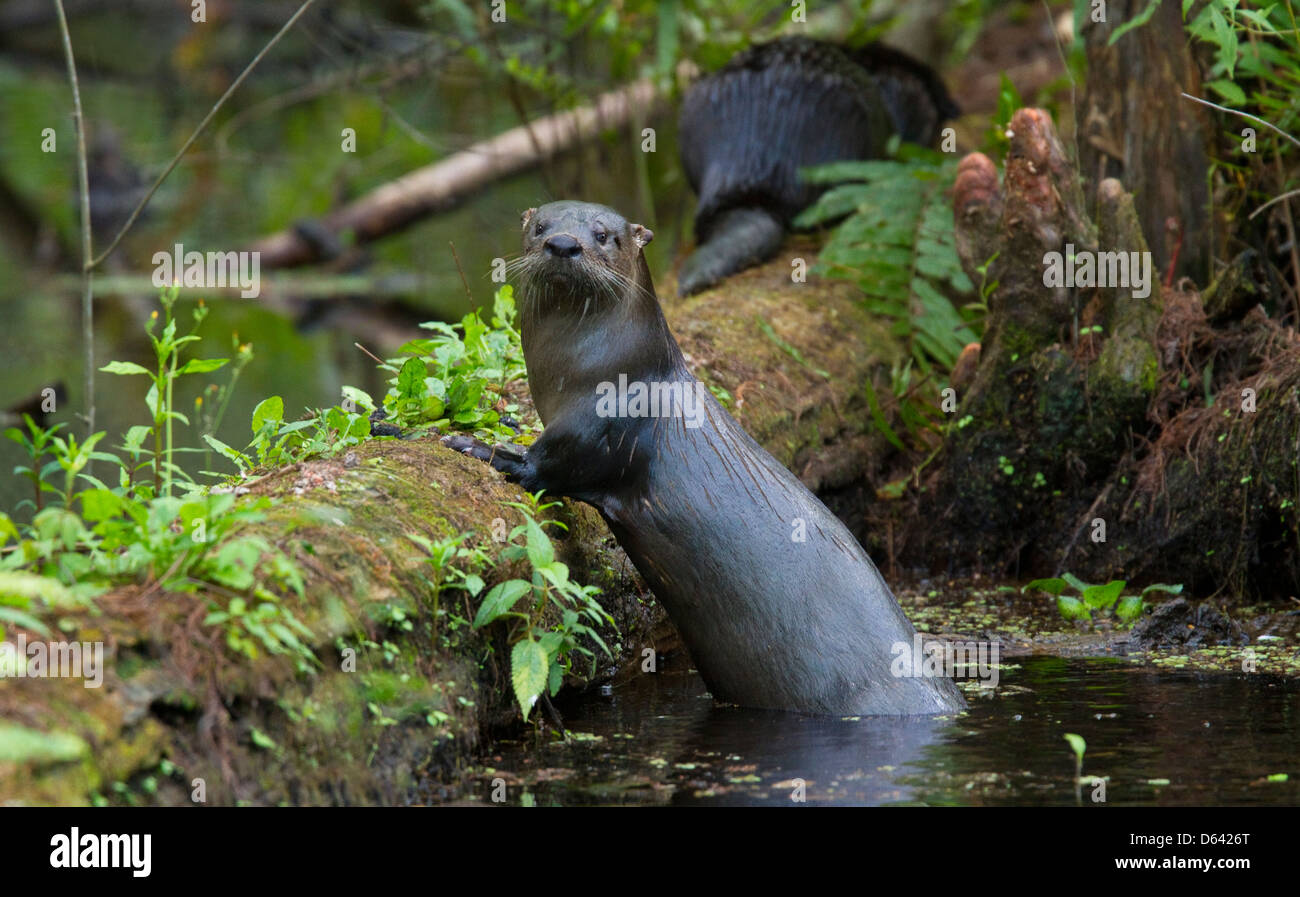 Nord America Lontra di fiume (Lutra canadensis) Sei Miglia Cypress Slough preservare, Fort Myers, Florida, Stati Uniti d'America. Gennaio Foto Stock