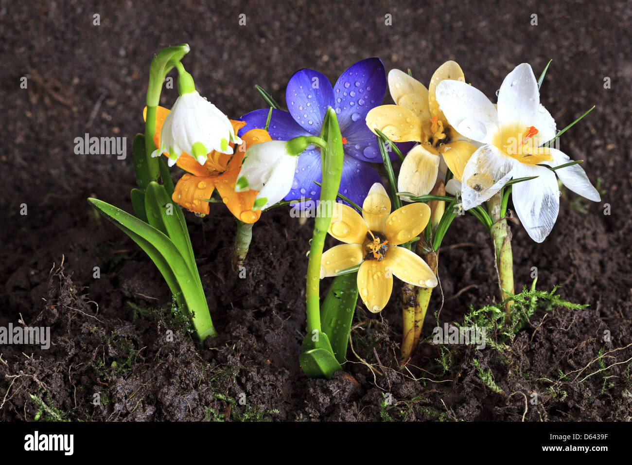 Primi fiori di primavera-crochi e Bucaneve Foto Stock