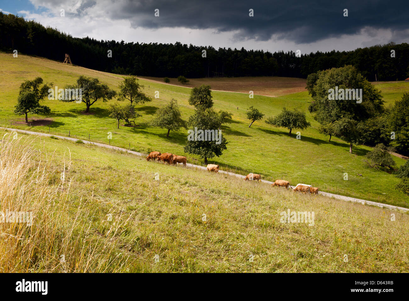 Pascoli soleggiati prima della tempesta Foto Stock