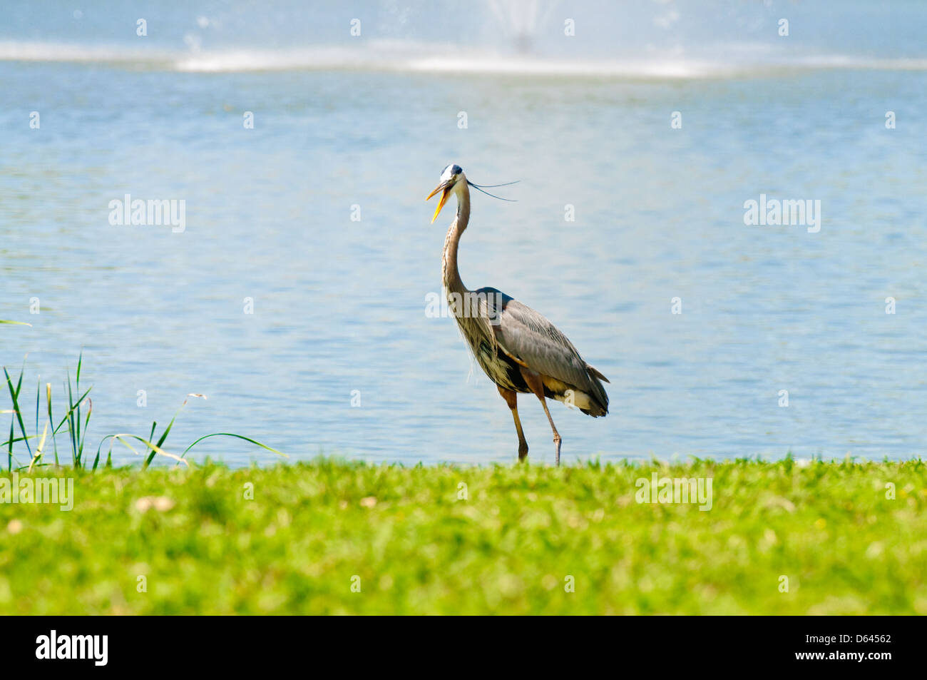 Bellissima gru con becco aperto nei pressi di un lago Foto Stock