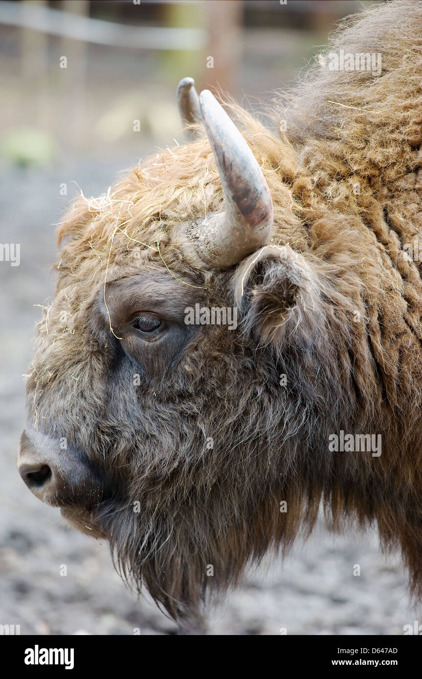 Il bisonte europeo formato ritratto colpo alla testa. Foto Stock