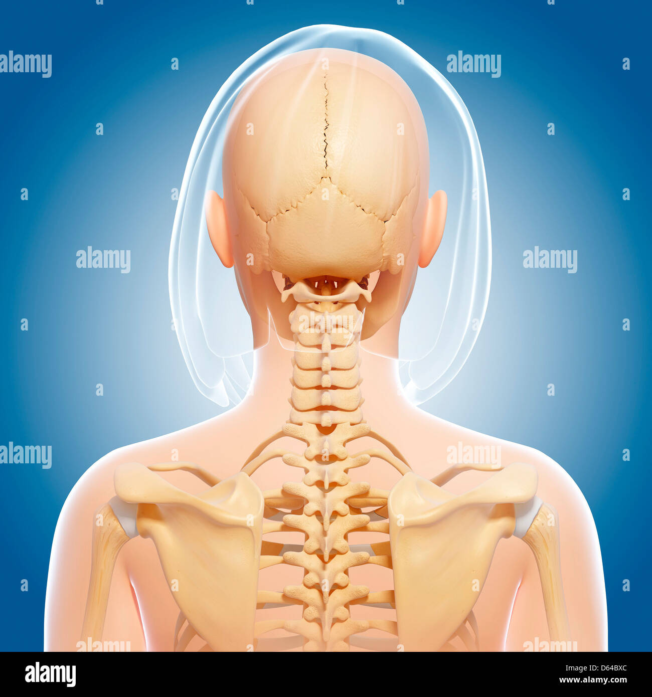 Anatomia femminile, artwork Foto Stock