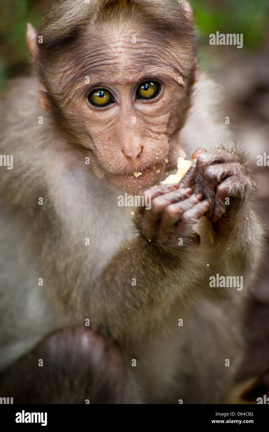 Piccola scimmia a mangiare cibo nella foresta di bamboo. India del sud Foto Stock