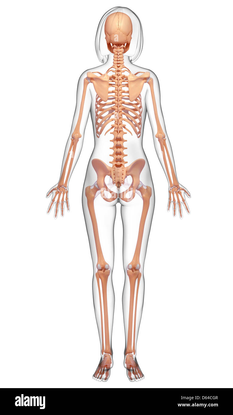elegante ritratto di femmina scheletro. generativo ai 25477970 Stock Photo  su Vecteezy