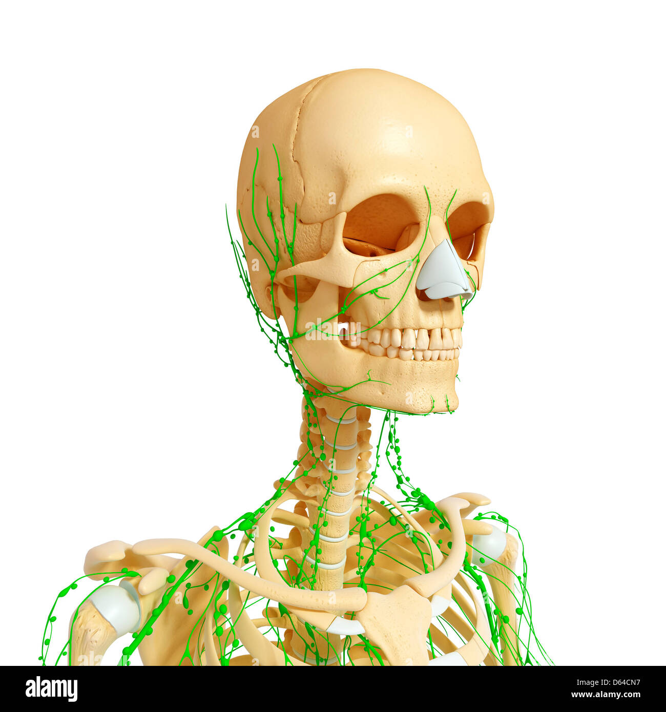 Linfonodi clavicola immagini e fotografie stock ad alta risoluzione Alamy