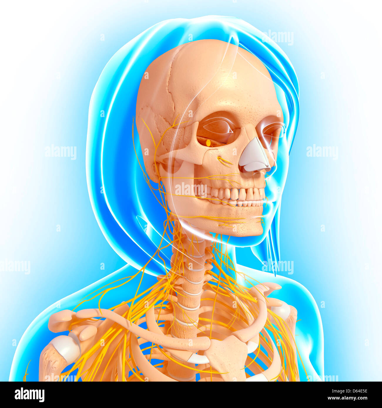 Il corpo superiore anatomia, artwork Foto Stock