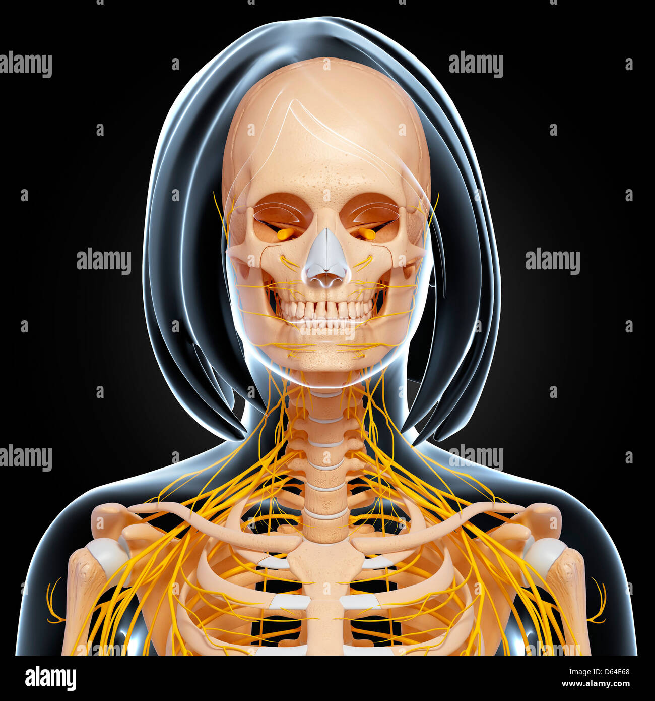 Il corpo superiore anatomia, artwork Foto Stock