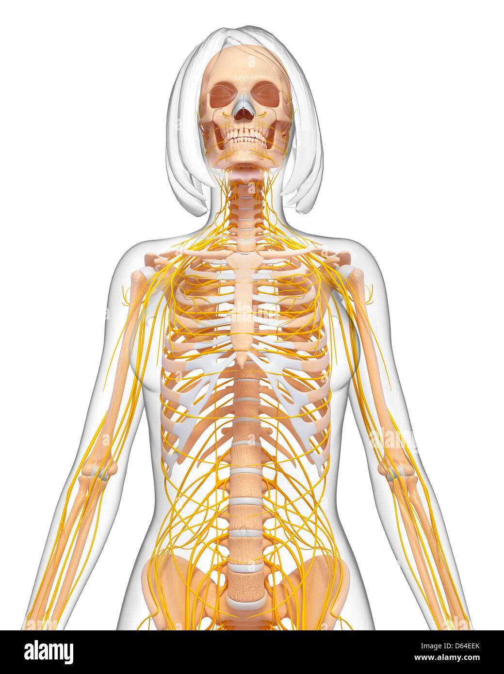 Anatomia femminile, artwork Foto Stock
