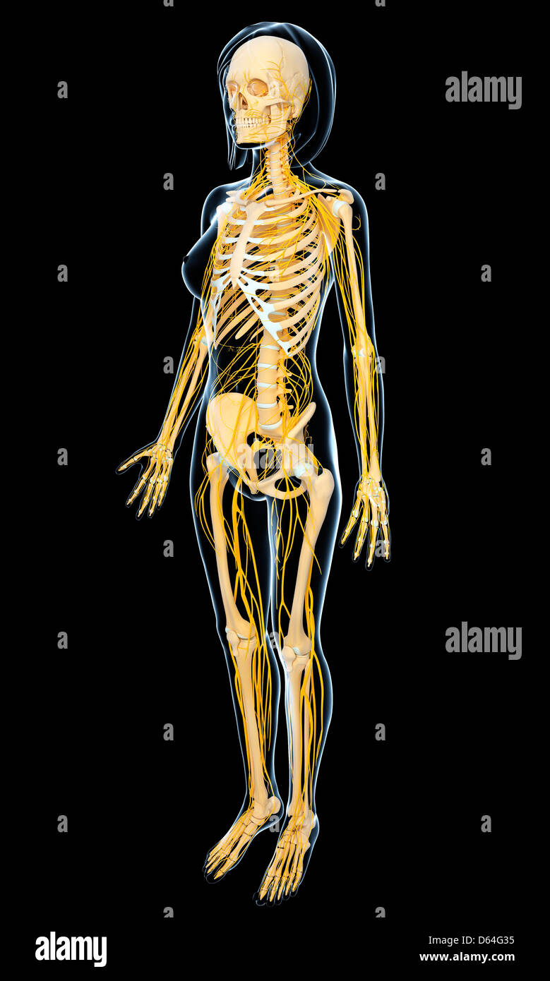 Anatomia femminile, artwork Foto Stock